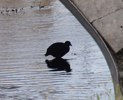 [The bird is standing in shallow water in a large pipe which forms the underside of an arch for a bridge across the stormwater runoff channel. The birds pointed beak and rounded body (similar to a chicken in both regards) is clearly visible against the light reflecting off the water.]